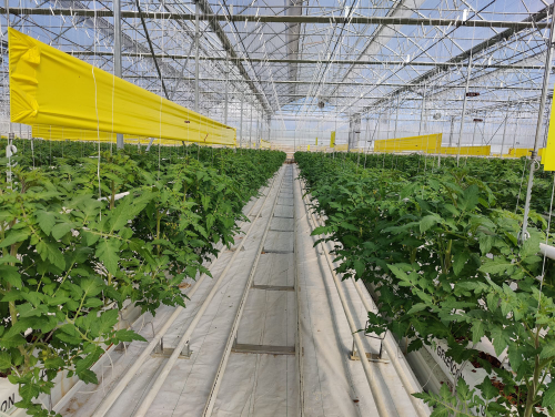 TOPRAKSIZ TARIMDA HANGİ ÜRÜNLER YETİŞTİRİLEBİLİR ?