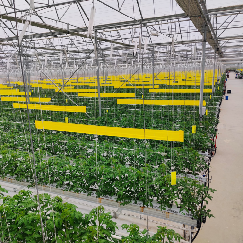 SERA TASARIMI NASIL OLMALI ?